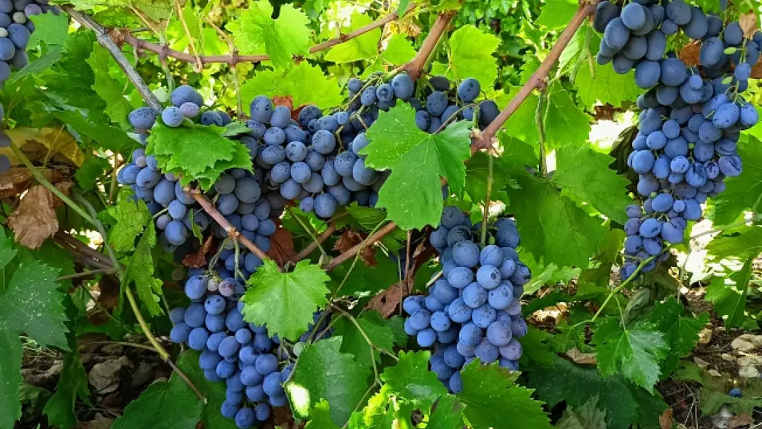 Tescilli köhnü üzümünde hasat başladı