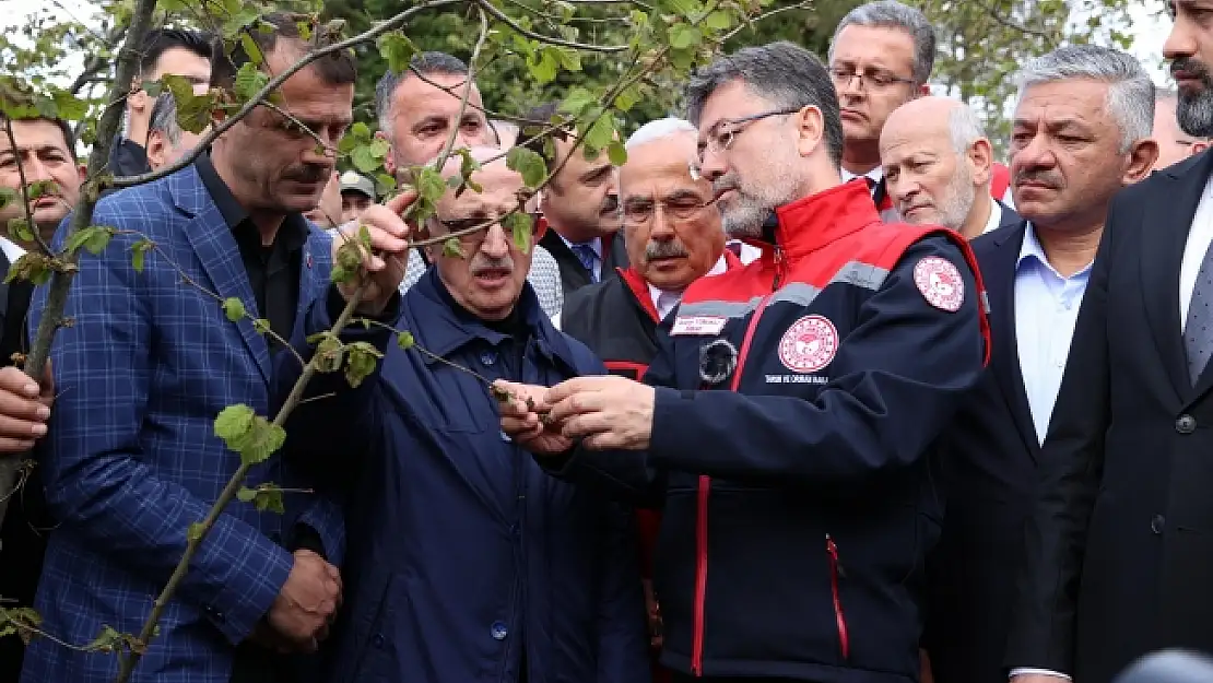 Kulaktan dolma bilgilerle ağaçlara müdahalede bulunmayın!