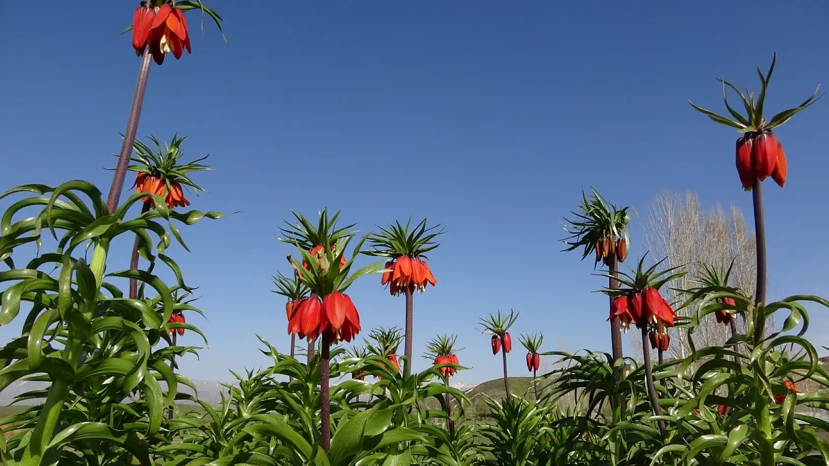 Yüksekova'da ters laleler kendine hayran bıraktı