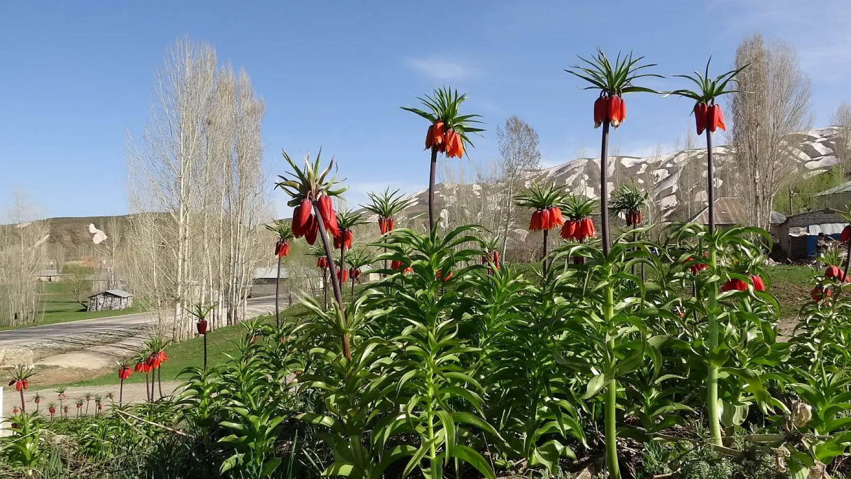 Yüksekova'da ters laleler kendine hayran bıraktı