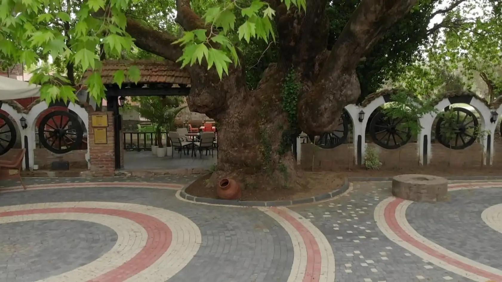 Kazdağları'nın eteklerindeki 400 yıllık anıt ağaçlar turizme kazandırılıyor