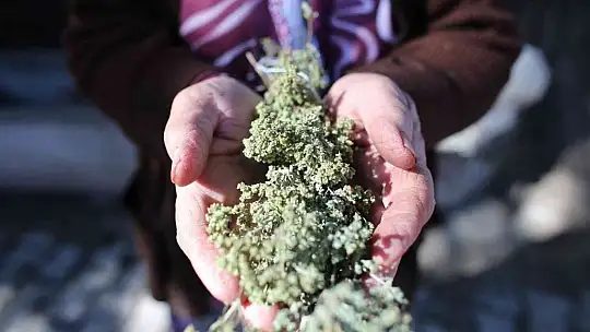 200 yıl sonra Sındırgı'da kök boya bahçesi kuruldu