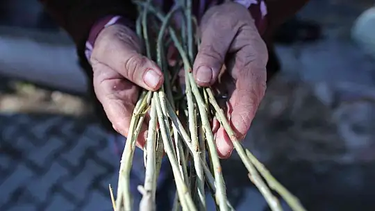 200 yıl sonra Sındırgı'da kök boya bahçesi kuruldu