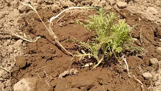 200 yıl sonra Sındırgı'da kök boya bahçesi kuruldu
