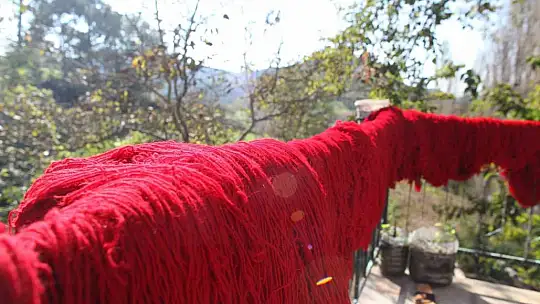 200 yıl sonra Sındırgı'da kök boya bahçesi kuruldu