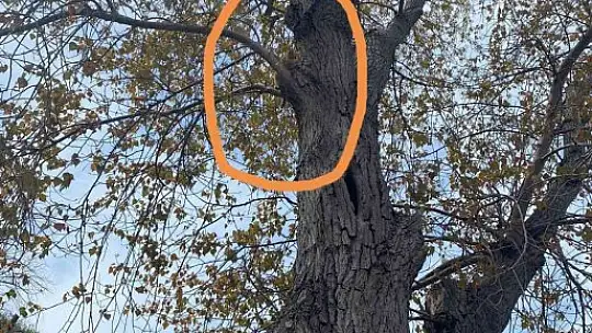 Ağaçta mahsur kalan kediyi itfaiye kurtardı