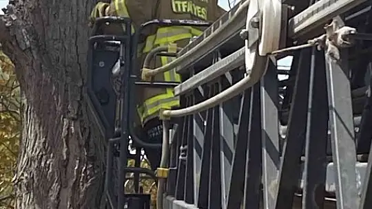 Ağaçta mahsur kalan kediyi itfaiye kurtardı