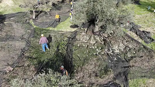 Ayçiçeğine inat yerli üretim zeytinyağı fiyatını koruyor