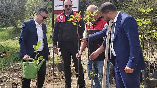 Ayvalık'ta incir demonstrasyon bahçesi