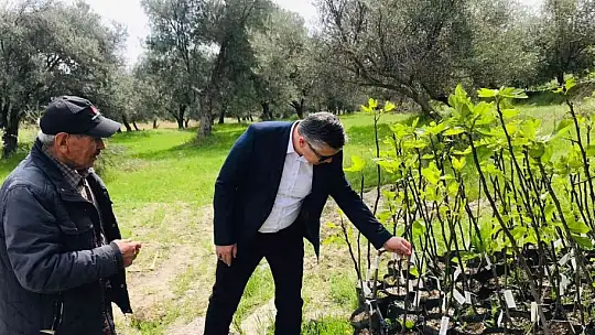 Ayvalık'ta incir demonstrasyon bahçesi