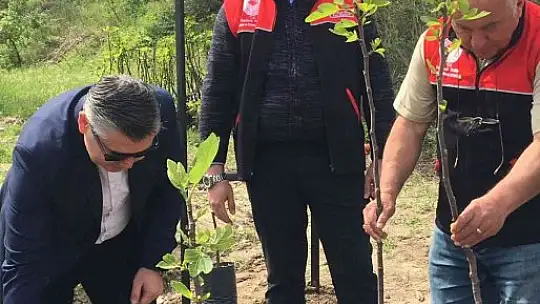 Ayvalık'ta incir demonstrasyon bahçesi