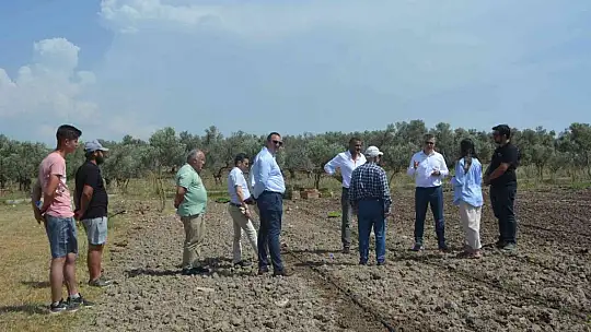 Balıkesir'de 50 bin stevya bitkisi toprakla buluştu