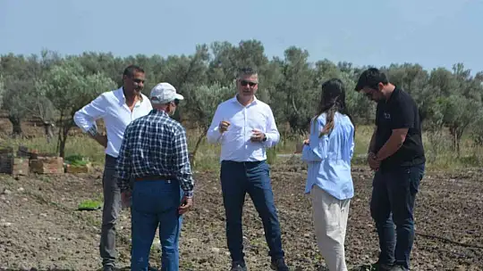 Balıkesir'de 50 bin stevya bitkisi toprakla buluştu