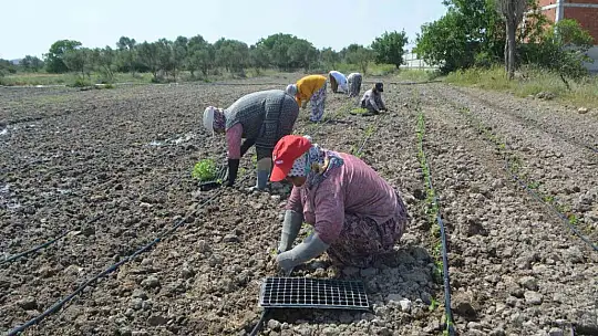 Balıkesir'de 50 bin stevya bitkisi toprakla buluştu