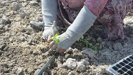 Balıkesir'de 50 bin stevya bitkisi toprakla buluştu