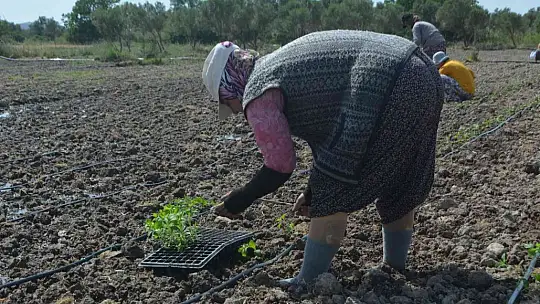 Balıkesir'de 50 bin stevya bitkisi toprakla buluştu
