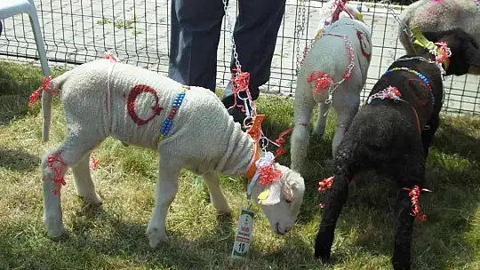 Balıkesir'de Bahar Şenliği'nde kuzu ve oğlaklar yarıştı