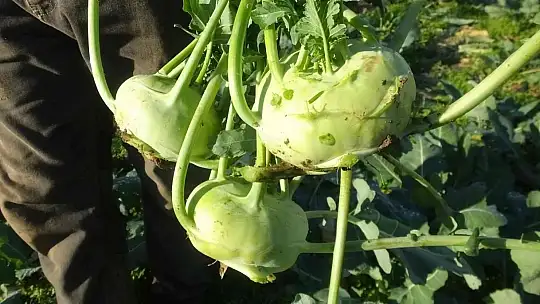 Balıkesir'de emekli eğitimci hobi bahçesinde 'alabaş' turbu yetiştirdi