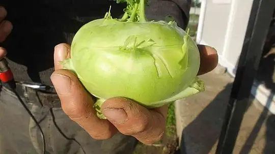 Balıkesir'de emekli eğitimci hobi bahçesinde 'alabaş' turbu yetiştirdi