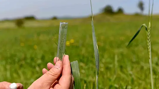 Balıkesir'de hububatta biyolojik süne mücadelesi başladı