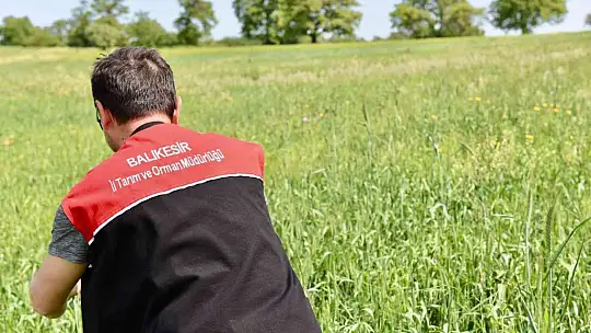 Balıkesir'de hububatta biyolojik süne mücadelesi başladı