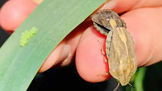 Balıkesir'de hububatta biyolojik süne mücadelesi başladı