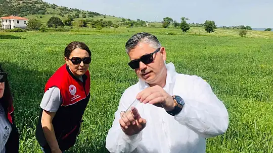 Balıkesir'de hububatta biyolojik süne mücadelesi başladı