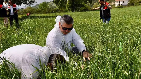 Balıkesir'de hububatta biyolojik süne mücadelesi başladı