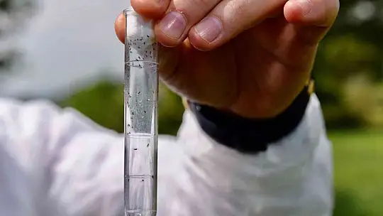 Balıkesir'de hububatta biyolojik süne mücadelesi başladı