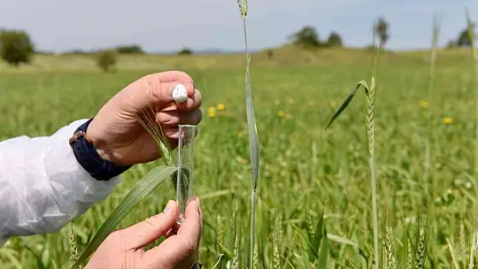 Balıkesir'de hububatta biyolojik süne mücadelesi başladı