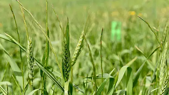 Balıkesir'de hububatta biyolojik süne mücadelesi başladı