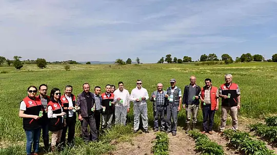 Balıkesir'de hububatta biyolojik süne mücadelesi başladı