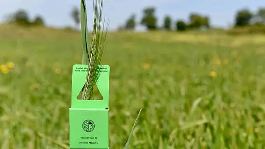 Balıkesir'de hububatta biyolojik süne mücadelesi başladı