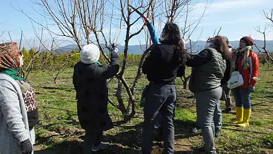 Balıkesir'de kınalı eller meyve ağaçlarında budama yaptı