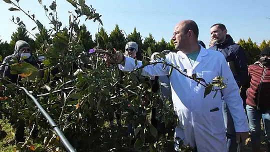 Balıkesir'de kınalı eller meyve ağaçlarında budama yaptı