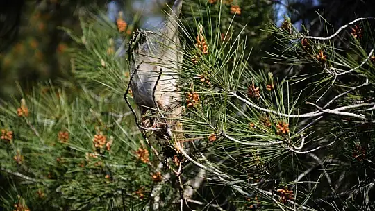 Balıkesir'de orman zararlılarıyla mücadeleye devam