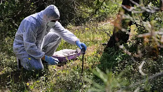 Balıkesir'de orman zararlılarıyla mücadeleye devam