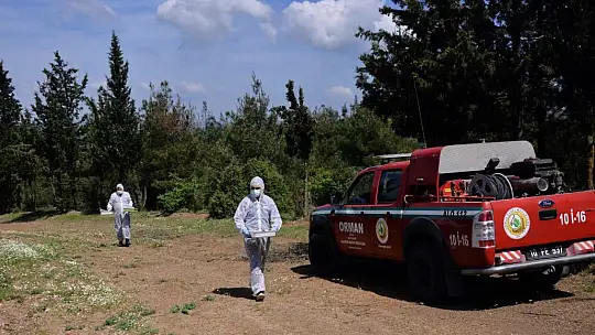 Balıkesir'de orman zararlılarıyla mücadeleye devam