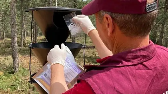 Balıkesir'de orman zararlılarıyla mücadeleye devam