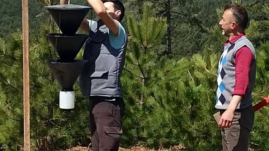 Balıkesir'de orman zararlılarıyla mücadeleye devam