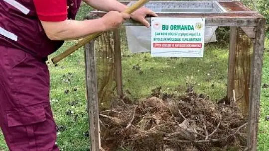Balıkesir'de orman zararlılarıyla mücadeleye devam