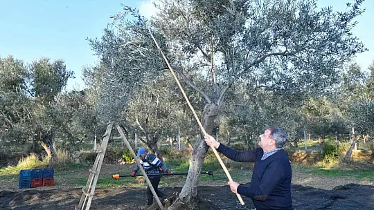 Balıkesir Valisi Şıldak zeytin hasadı yaptı