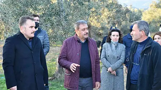 Balıkesir Valisi Şıldak zeytin hasadı yaptı