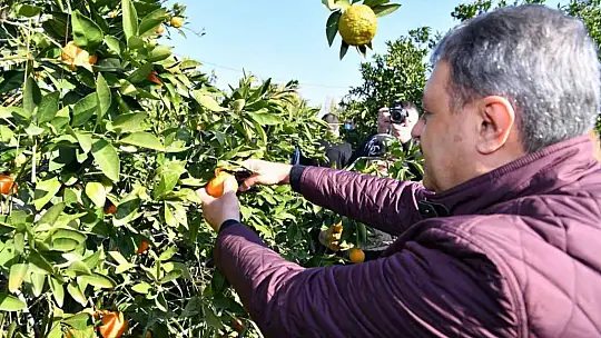 Balıkesir Valisi Şıldak zeytin hasadı yaptı