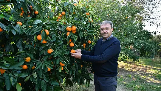 Balıkesir Valisi Şıldak zeytin hasadı yaptı
