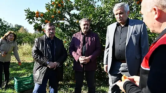 Balıkesir Valisi Şıldak zeytin hasadı yaptı