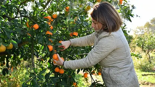 Balıkesir Valisi Şıldak zeytin hasadı yaptı