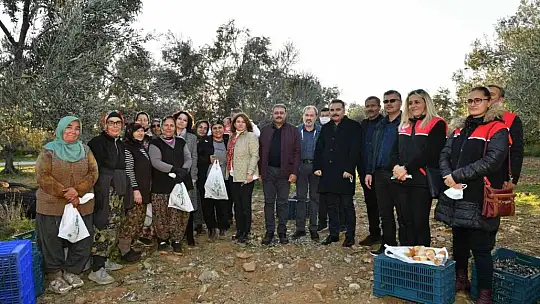 Balıkesir Valisi Şıldak zeytin hasadı yaptı
