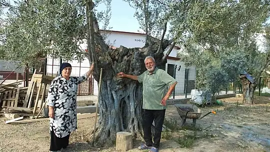 Balıkesirli gurbetçi 1300 yıllık zeytin ağacı ile dertleşiyor