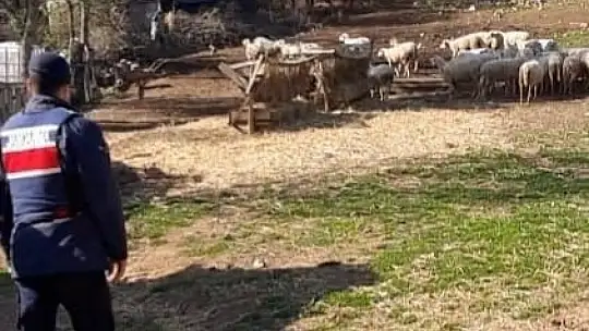 Balya'dan çalınan koyunlar Kepsut'ta ele geçirildi